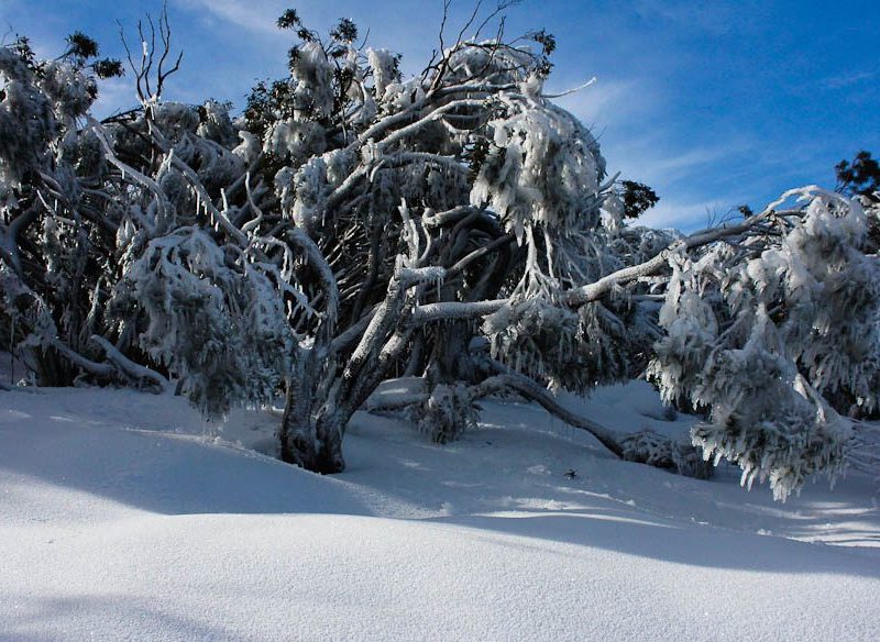 Mt Baw Baw, Victoria (by Lindsey Garside)