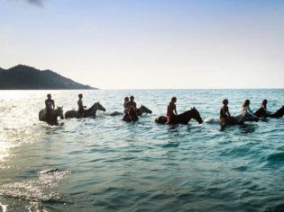 A swim with horses in where else but Horseshoe Bay, Magnetic Island