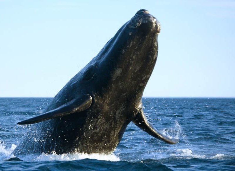 Southern Right whales are slowly returning to Australia's east coast bays and inlets.