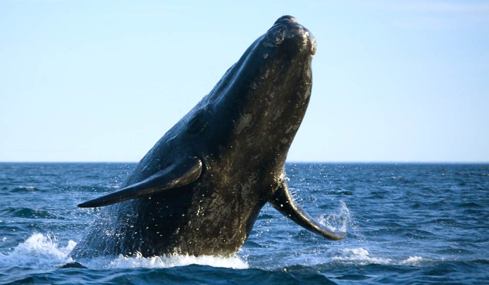 Southern Right whales are slowly returning to Australia's east coast bays and inlets.