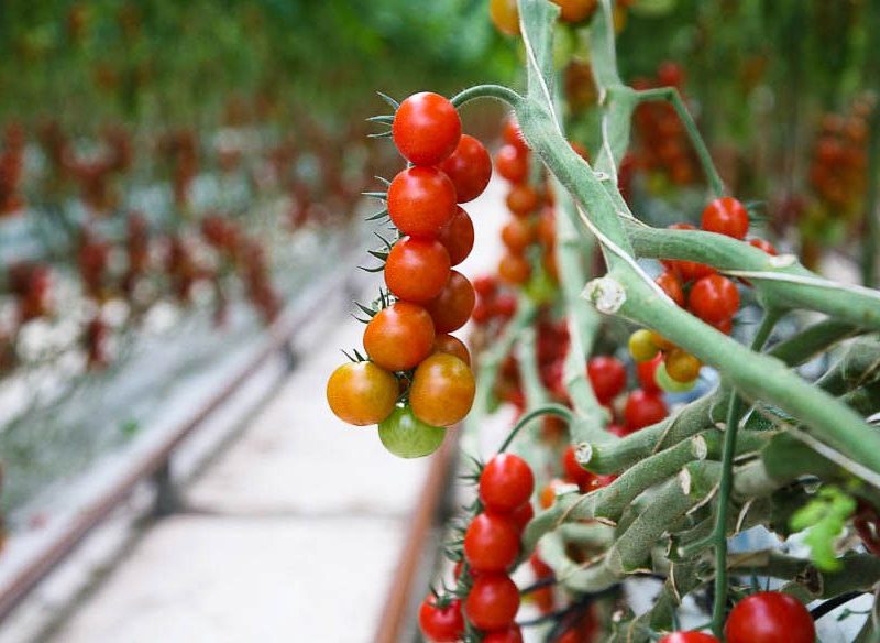 Off the vines: Cherry tomatoes at Noosa Reds are not picked until they're fully ripe.