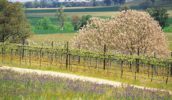 Orange is known as the food bowl of NSW and it has an equally impressive wine scene, too.