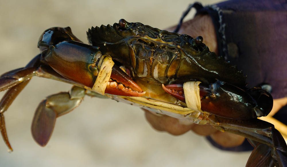 Mud Crab