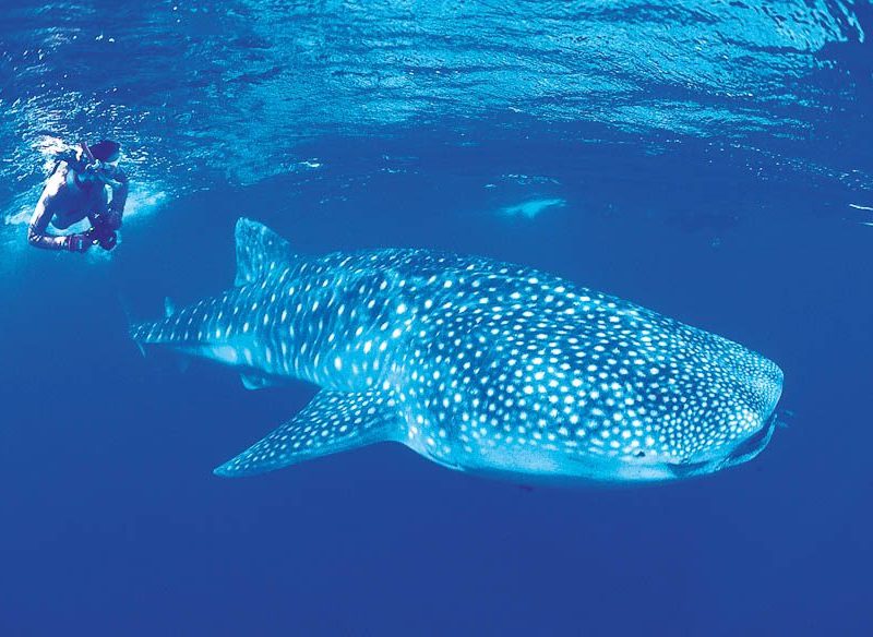 32: Swim with whale sharks at Ningaloo Reef (WA)