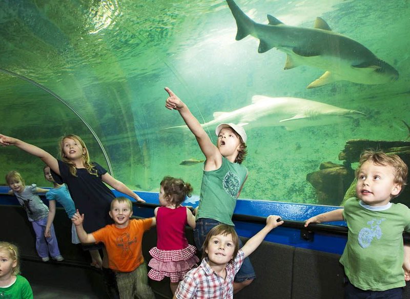 91: Take the kids under the sea at an aquarium
