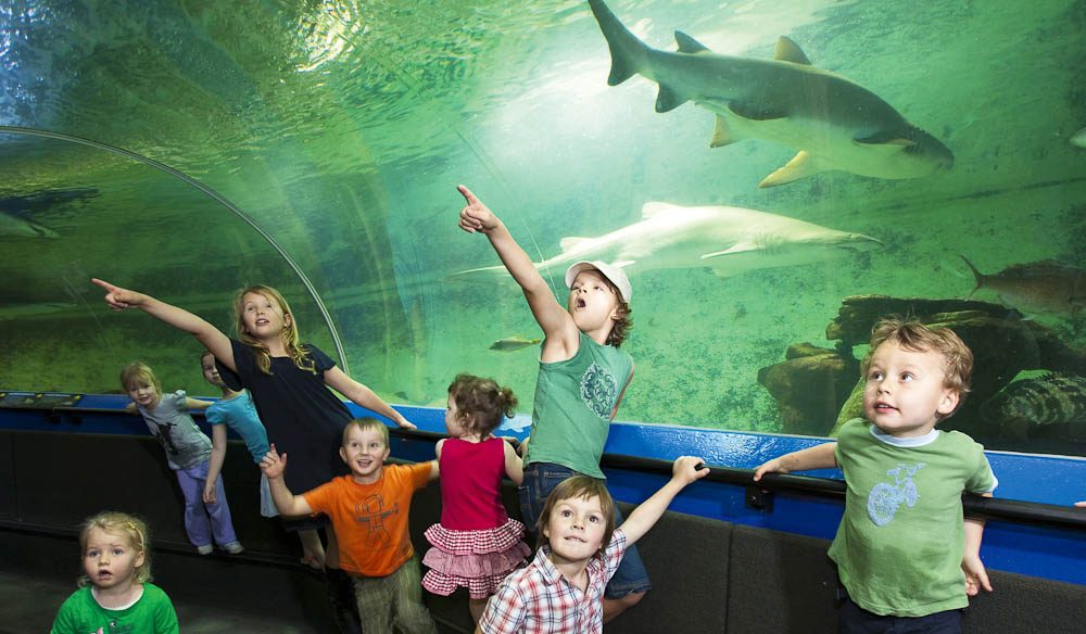 91: Take the kids under the sea at an aquarium
