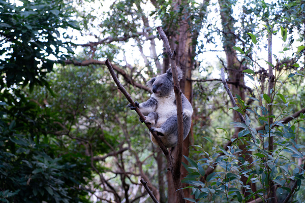 Currumbin Wildlife Sanctuary QLD