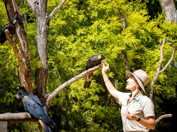 a tour guide feeding a bird at Currumbin Wildlife Sanctuary