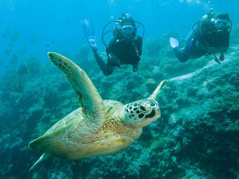 10: Marvel at the baby turtles on Heron Island (Qld) - Australian Traveller