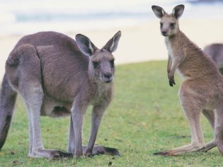 Chill out with the ‘surfing kangaroos’ at Pebbly Beach (NSW)