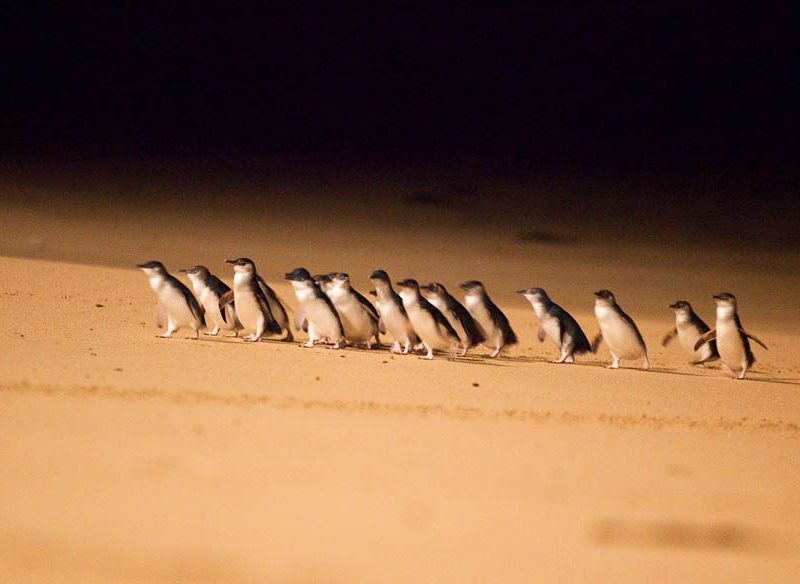 100: Get up close and personal with penguins on Phillip Island (Vic)