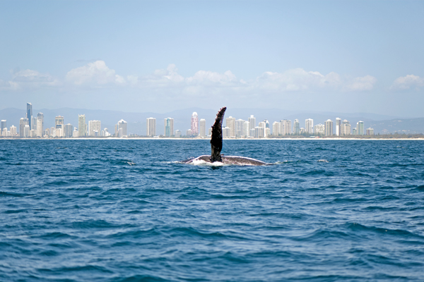 Whale Watching Gold Coast QLD
