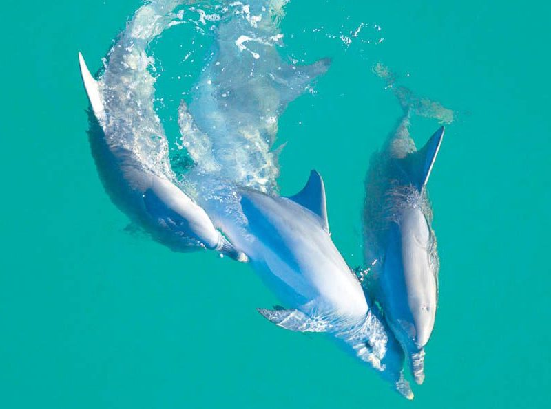 3: Play with wild dolphins