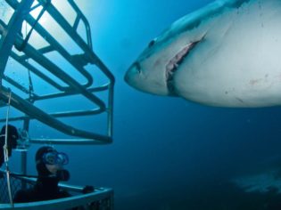 The truth about shark diving