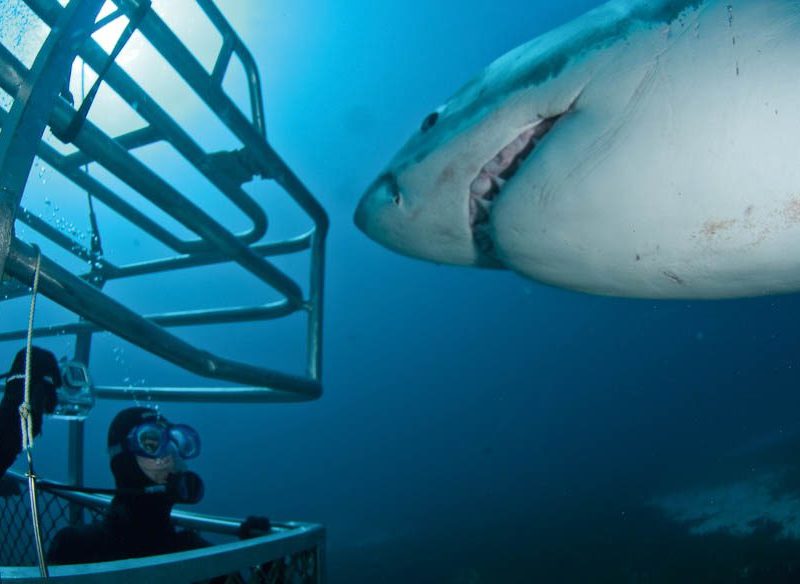 The truth about shark diving