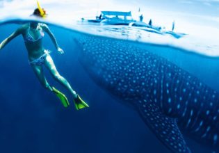 A close encounter with Ningaloo’s whale sharks