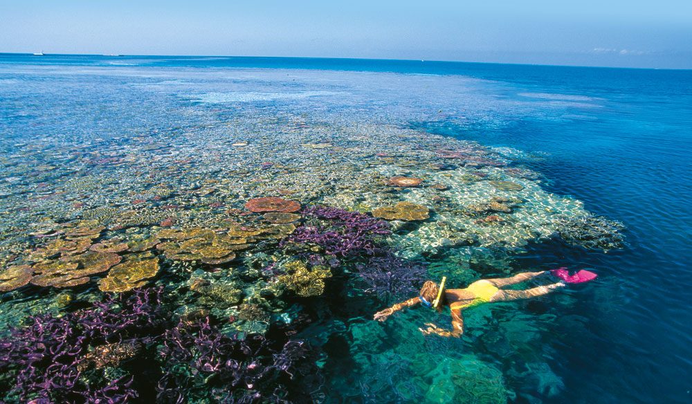 How the Australian Great Barrier Reef Succeeds