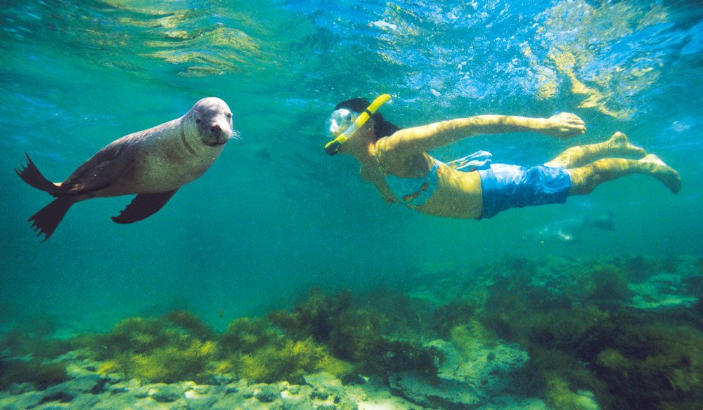 Swim with sea lions at Baird Bay Australian Traveller