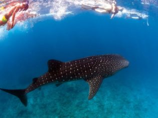 5 Best Swim with Wildlife Experiences in Australia