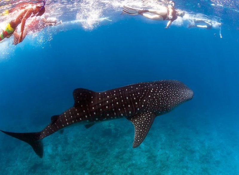 5 Best Swim with Wildlife Experiences in Australia