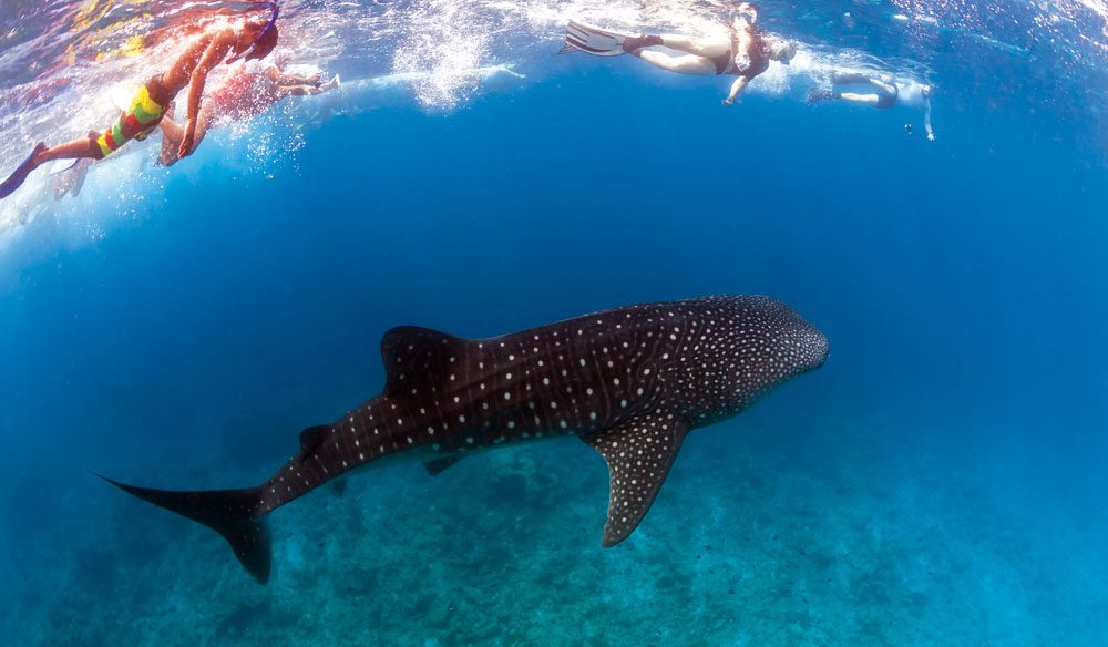 5 Best Swim Wildlife Experiences in