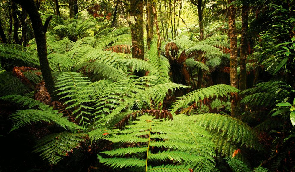 Tarkine rainforest, Tasmania