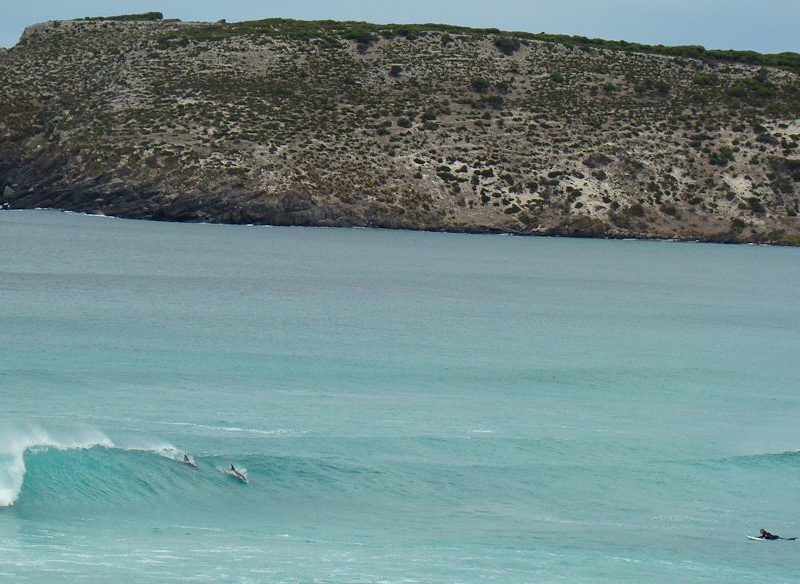 Doplhin surfing at Pennington Bay Kangaroo Island
