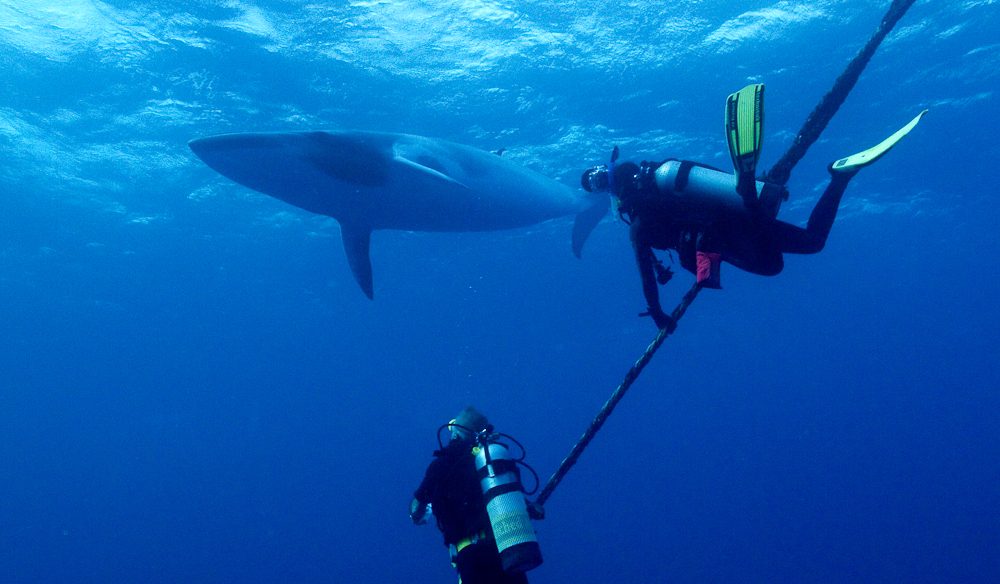 Divers' close encounter with dwarf minke whale, Great Barrier Reef