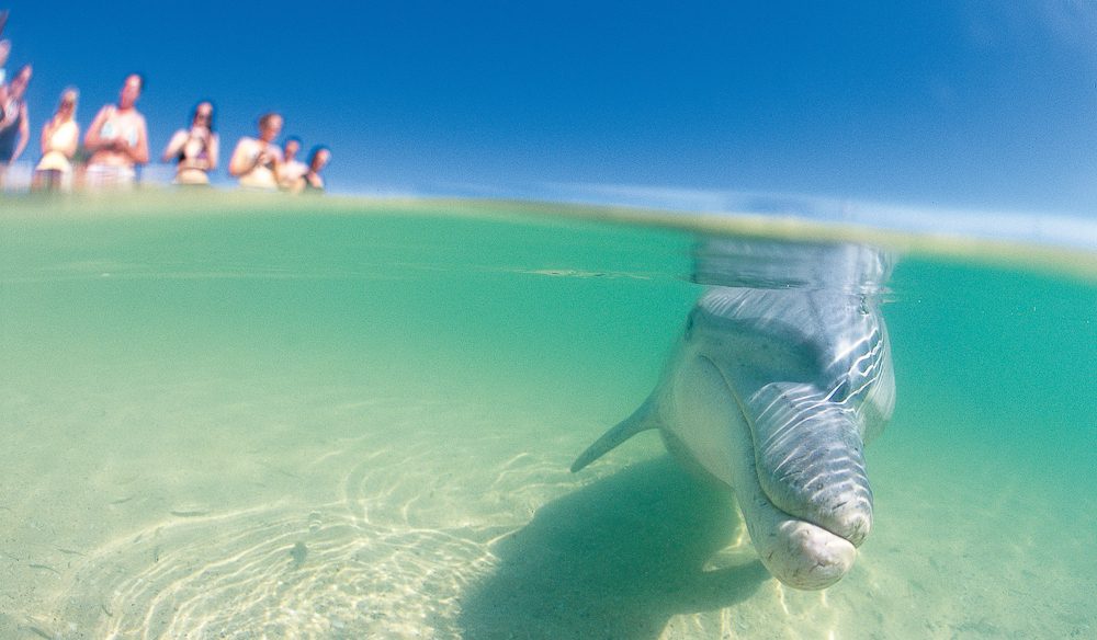 Monkey Mia Dolphins