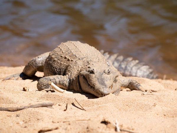 a freshwater crocodile at Windjana Gorge, Windjana Gorge National Park