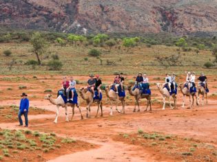 Exploring the outback ochre terrain aboard Trillion, Pixie, Dock, Ruby, Saleh, Anna and Odin from Pyndan Camel Tracks, south west of Alice Sp