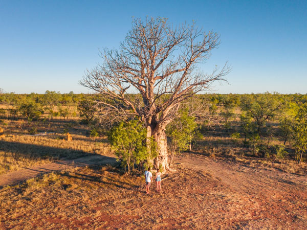 two people stand captivated before a magnificent Boab Tree
