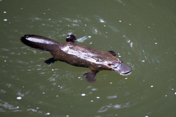 Platypus