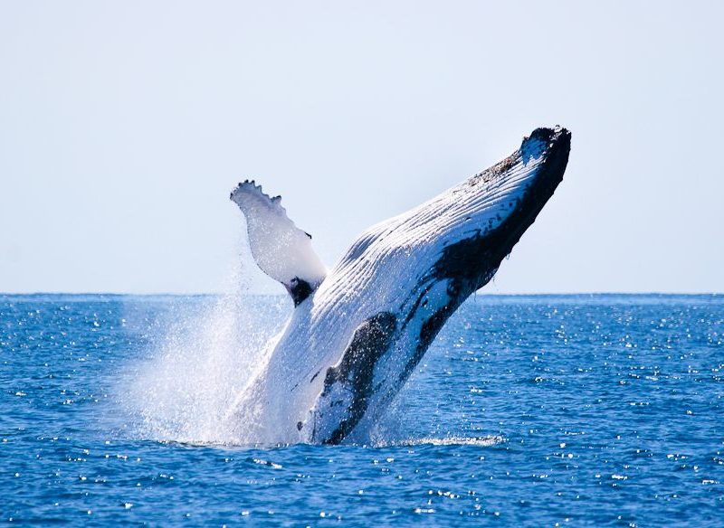 The Ultimate Guide To Whale Watching In Byron Bay - Australian Traveller