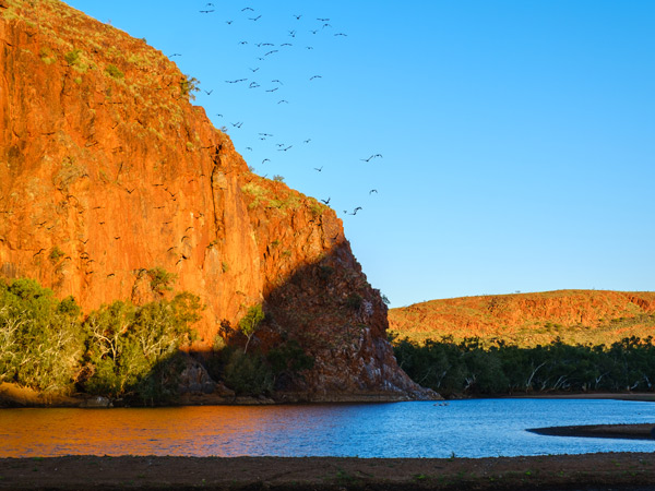 birds flying above Doolena Gorge, Marble Bar