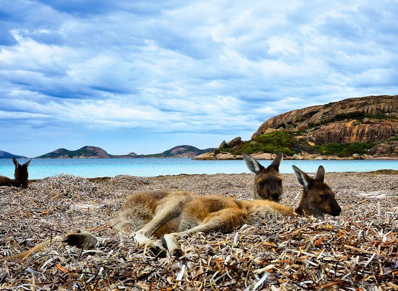 'Roos at rest in Esperance (photo: David Ashley).