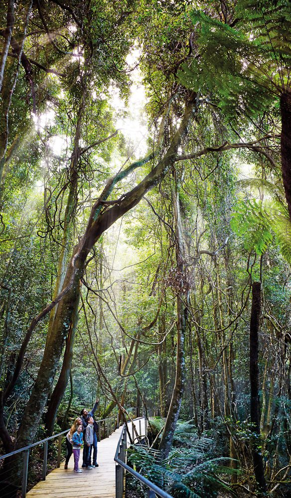 Enveloped by rain forest canopy, Blue Mountains.