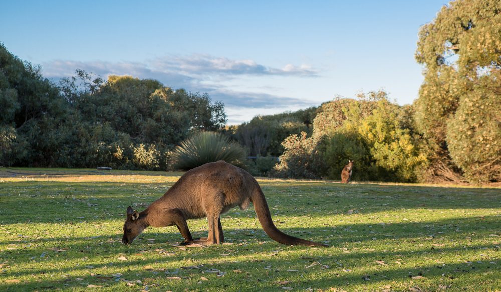 Not just kangaroos either - Vivonne Bay Lodge, Kangaroo Island.
