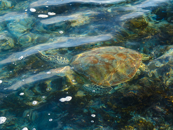 a flatback swimming in the water towards Eighty Mile Beach