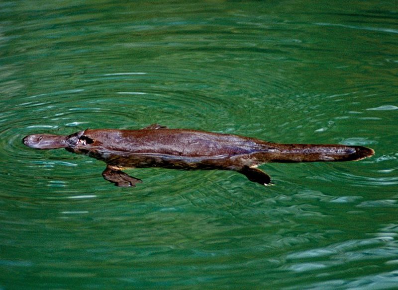 A Rainforest Scuba Dive With A Platypus Twist Australian Traveller Australian Traveller