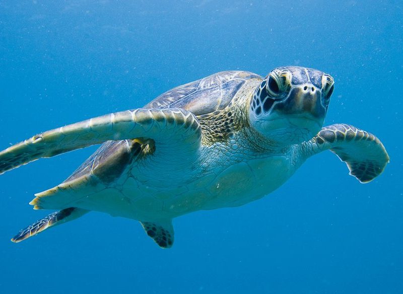 Come out of your shell and help out at the Ningaloo Turtle Program.