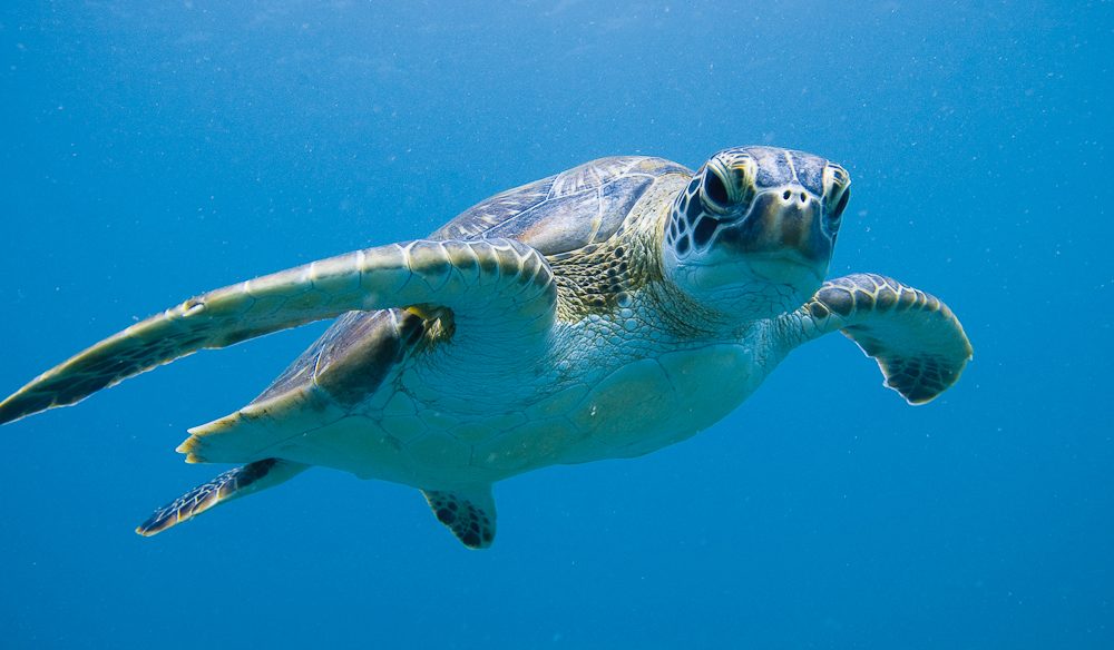 Come out of your shell and help out at the Ningaloo Turtle Program.