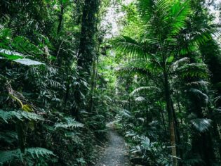 Deep in the cool of the Dorrigo National Park (photo: Elise Hassey).