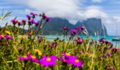Heavenly Lord Howe, looking over the lagoon, Mt Lidgbird and Mt Gower.