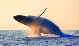 Humback Whale breach Sydney