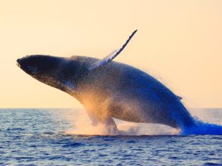 Humback Whale breach Sydney