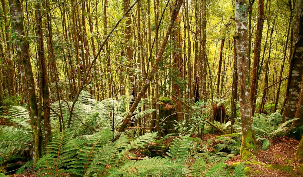 Tarkine Rainforest Reserve north-west Tasmania