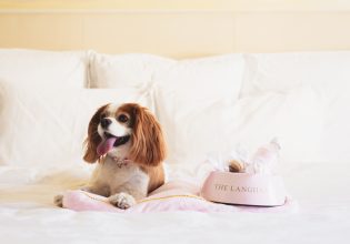 A King Charles Cavalier lies on bed with a pink dog bowl that says The Langham. (Image: The Langham)