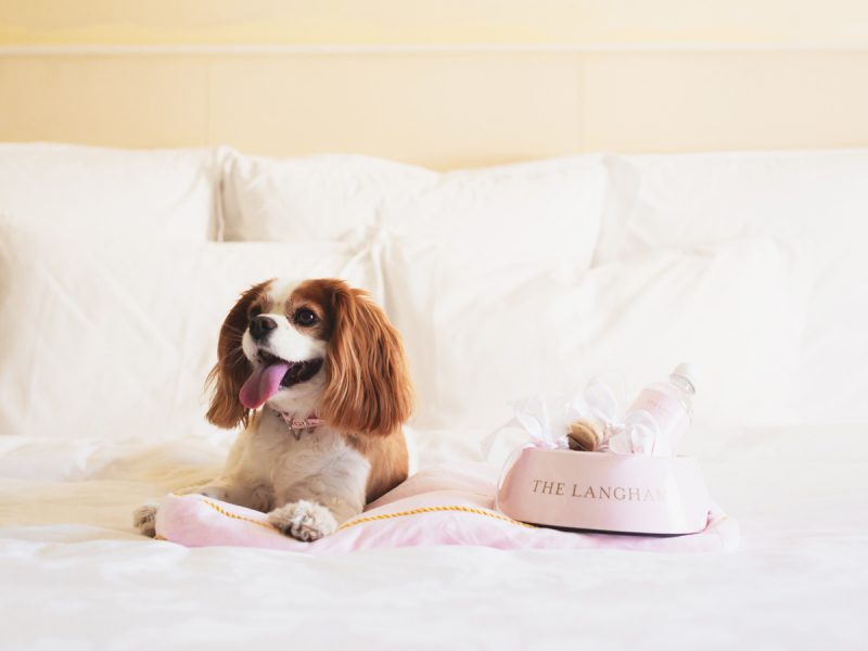 A King Charles Cavalier lies on bed with a pink dog bowl that says The Langham. (Image: The Langham)