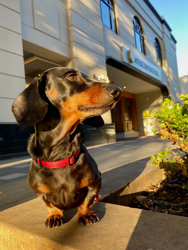 Ένα dachshund στέκεται έξω από το InterContinental Double Bay. (Εικόνα: InterContinental Double Bay)